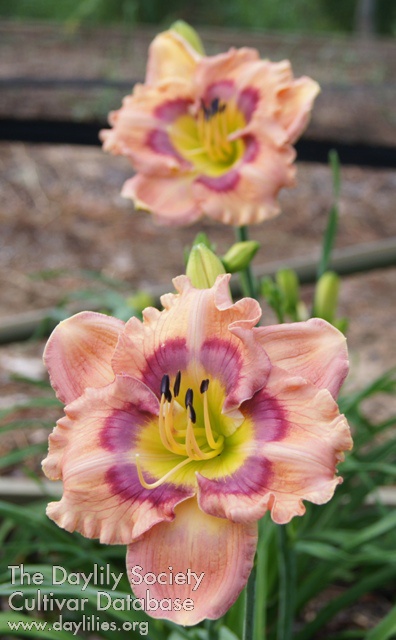 Daylily Rings of Saturn